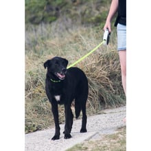 Black Retractable Dog Lead
